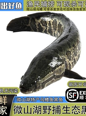 微山湖原生态黑鱼活鱼现杀发顺丰
