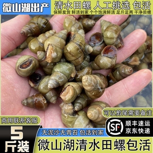 5斤装微山湖清水田螺新鲜活的无泥沙可剪尾螺丝肉螺蛳粉石螺商用