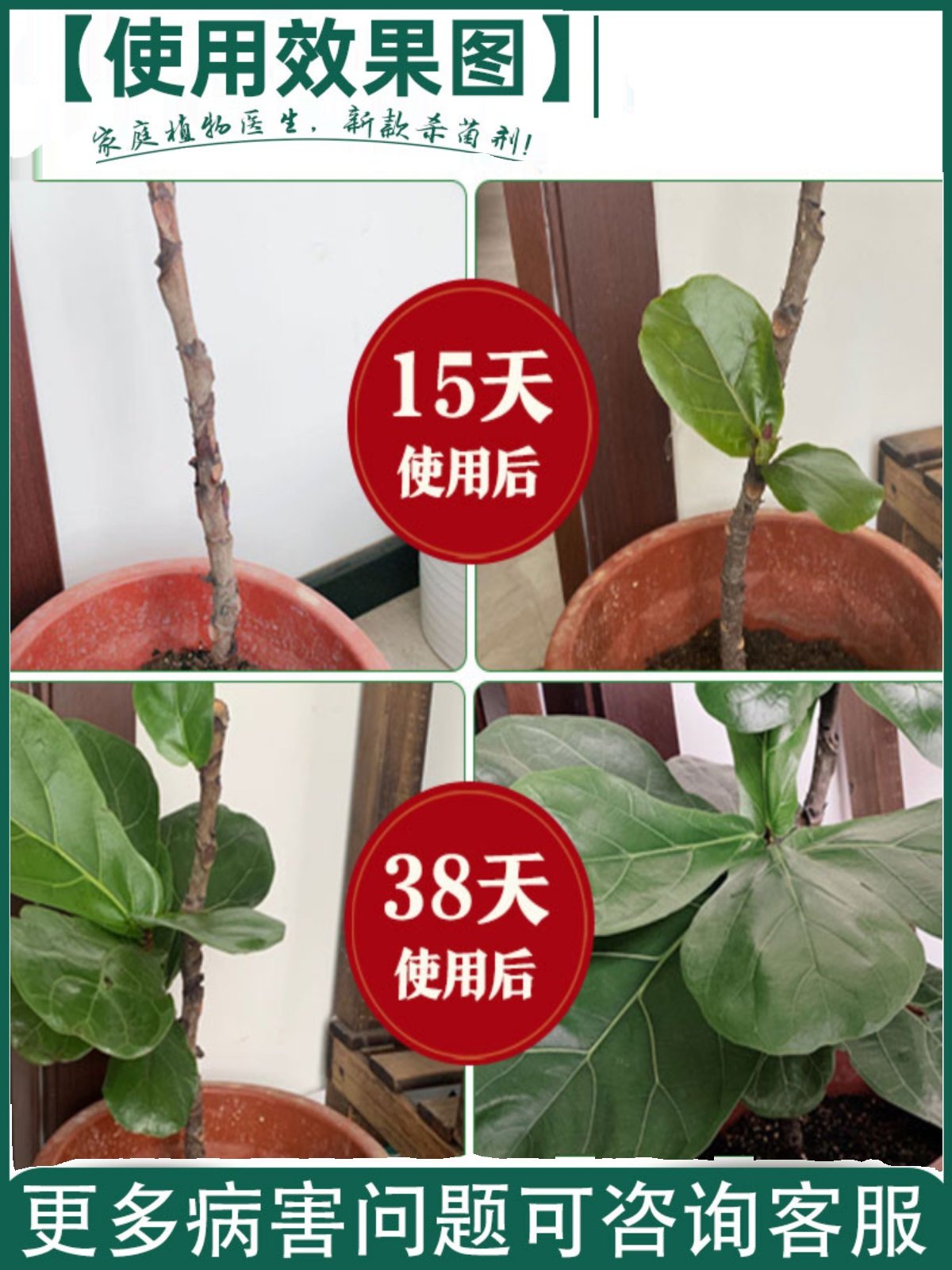 生物菌剂肥黑斑病尖枯灰霉病杀菌剂专用药月季多肉绿萝叶斑叶焦