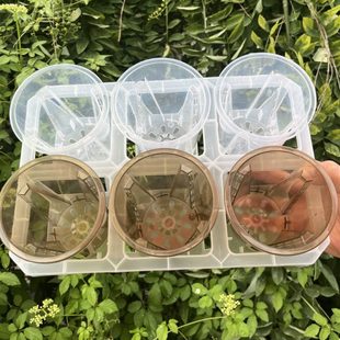 高色花盆茶塑料值托架 格组合观根透6盆热海棠水托架蝴蝶兰苔月季