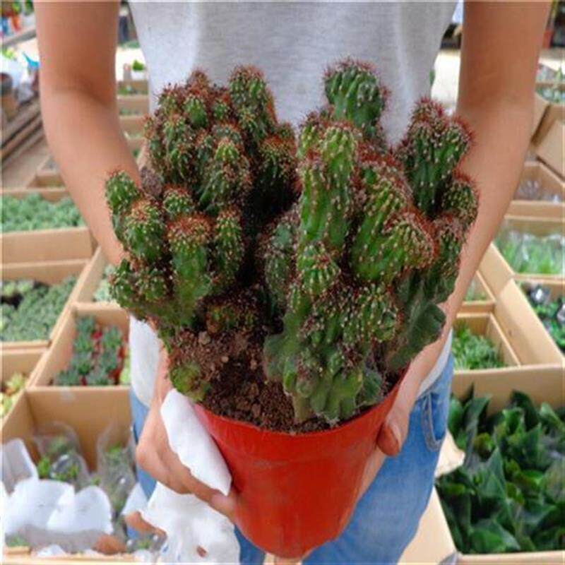 御卉阁 仙人山虎头罗汉山影拳 仙人掌类沙生多肉植物 虎头山影盆