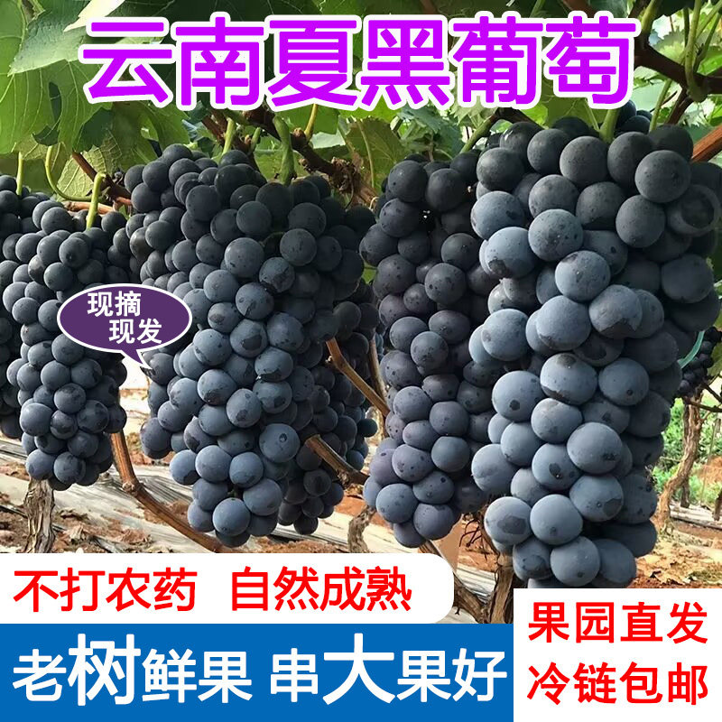 顺丰云南夏黑葡萄无籽黑提新鲜当季南方精品高端水果超甜孕妇整箱