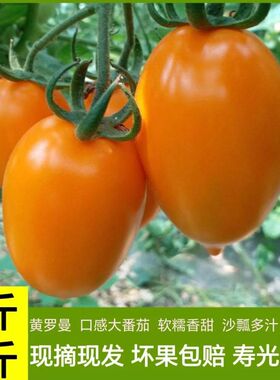 山东特产黄罗曼西红柿沙瓤奶香串黄番茄现摘现发清甜橙色圣女果