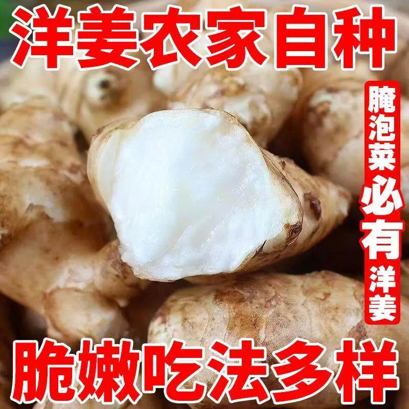 新鲜洋姜现挖野鬼子姜不辣农家蔬菜酱菜腌菜泡菜菊芋生洋姜种籽9
