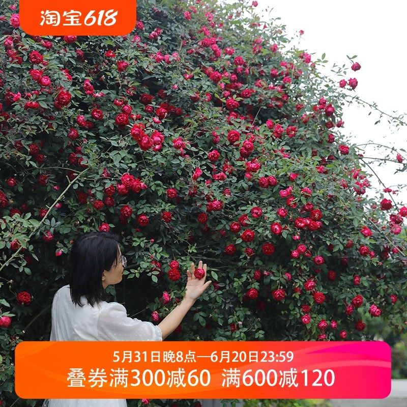 惠惠的花园爬藤月季赤r龙含珠四季开花耐热耐晒庭院阳台月季盆栽,鲜花速递/花卉仿真/绿植园艺,月季/蔷薇/玫瑰,淘宝优惠券,粉丝福利购,淘宝优惠卷