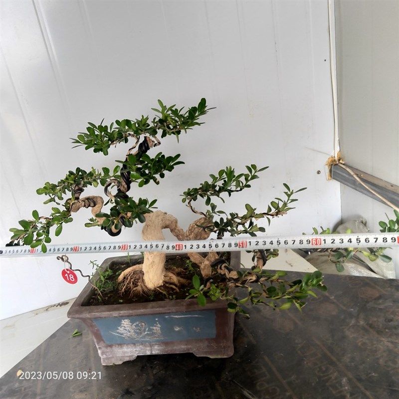 瓜子黄杨盆景成品老桩童子功老盆口四季J常青阳台庭院茶几耐寒喜,鲜花速递/花卉仿真/绿植园艺,造型盆景,淘宝优惠券,粉丝福利购,淘宝优惠卷