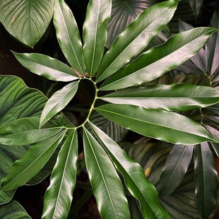 【印第安羽毛】蔓绿绒水培植物室内盆栽办公室植物阳Z台绿植耐荫