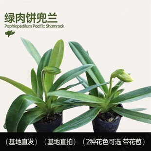 赤野集 兰花带花苞绿肉饼红肉饼兜兰 G易养易开花花期特长室内盆