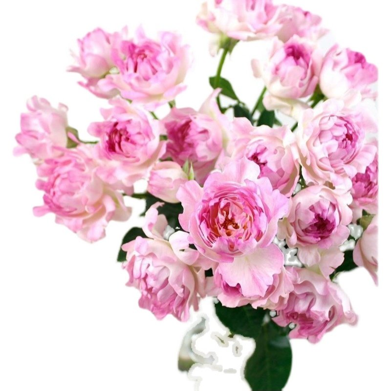 月季花苗浓香特大花卉灌木盆栽果汁阳台植物玫瑰蔷薇绿Z植四季开,鲜花速递/花卉仿真/绿植园艺,月季/蔷薇/玫瑰,淘宝优惠券,粉丝福利购,淘宝优惠卷