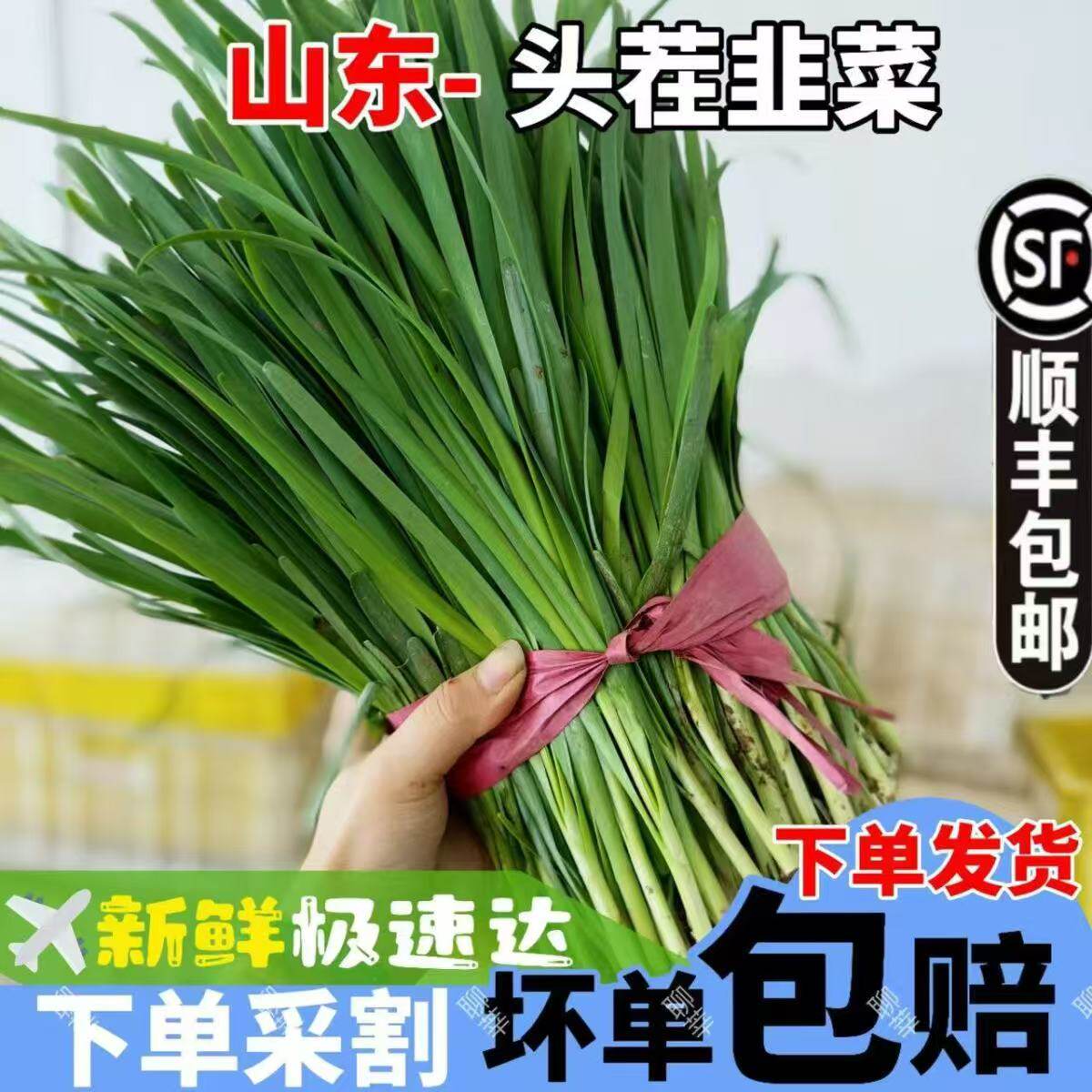 农家自种小韭菜老品种细韭菜