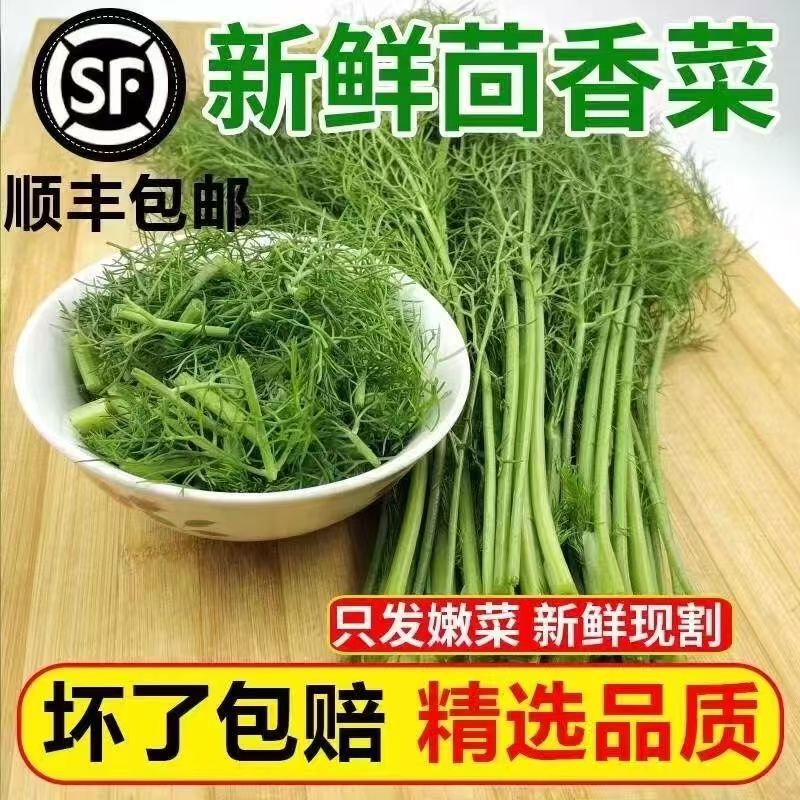 顺丰包邮新鲜茴香菜头茬菜