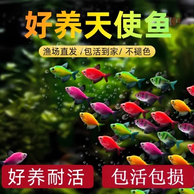 七彩天使鱼斑马鱼孔雀草缸群游鱼小型热带观赏鱼新手练手鱼灯科鱼