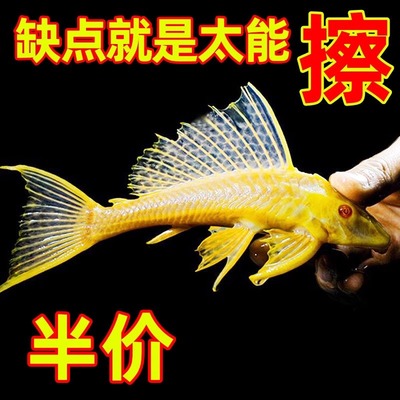 清道夫红眼女王大帆热带鱼