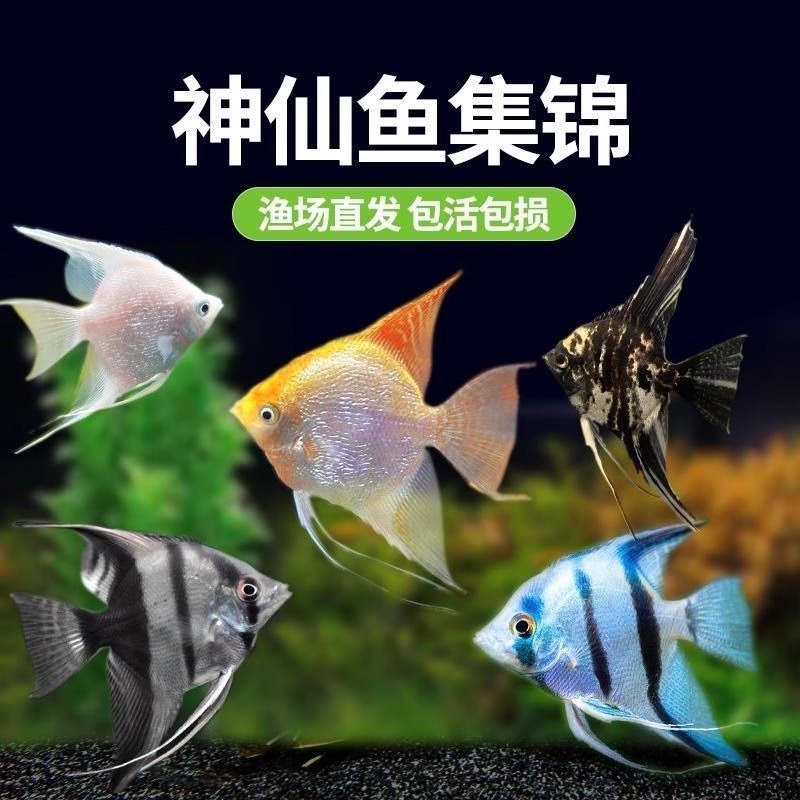 神仙鱼秘鲁神仙燕鱼热带鱼观赏鱼小型好养耐活鸳鸯金鼎淡水新手鱼