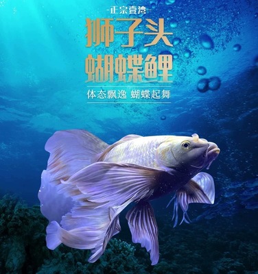 蝴蝶鲤圆手鳍冷水耐养观赏鱼