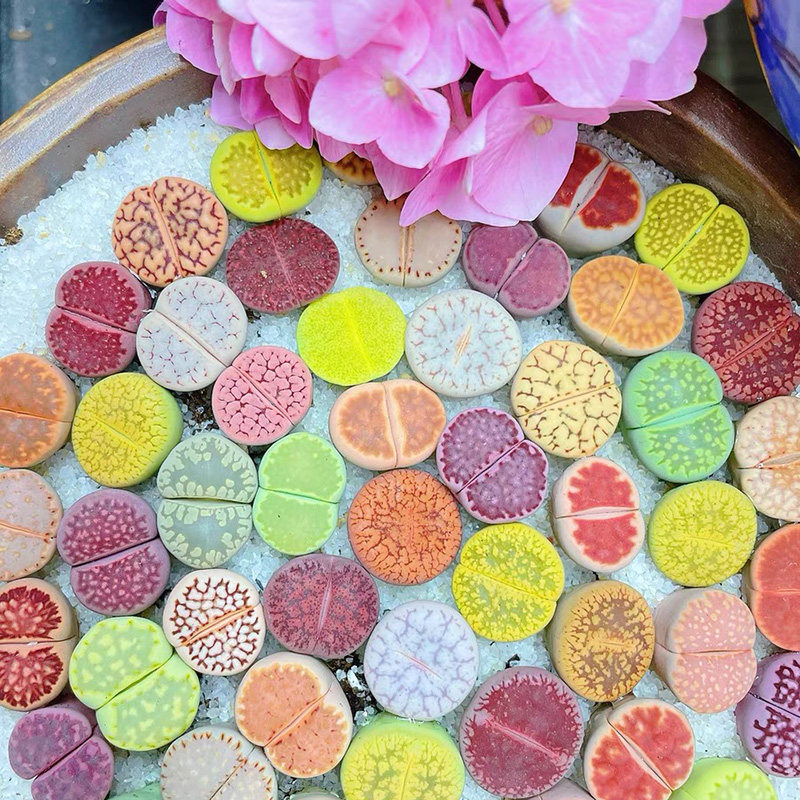 彩色生石花新手套餐组合拼盘带盆栽好 多肉植物大颗PP屁股花番杏