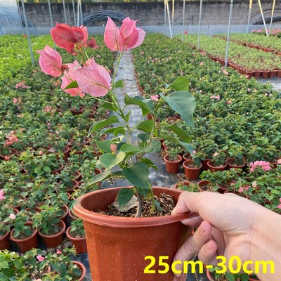 不甜西瓜三角梅卡亚塔三角梅四季开花爬藤阳台庭院植物新品