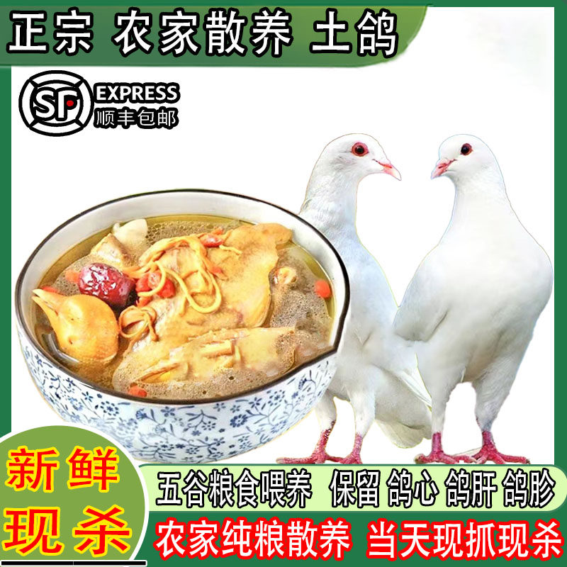新鲜现杀鸽子正宗3年老鸽子农家散养土鸽子大乳鸽生鲜鸽子肉煲汤