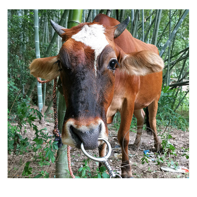 牛鼻环金属牛鼻圈 大号牛鼻钳不锈钢弹簧牛鼻圈 免打孔牛鼻环加厚