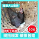 四川雅安土鸡蛋散养正宗柴鸡蛋新鲜笨鸡蛋月子绿壳土鸡蛋乌鸡蛋