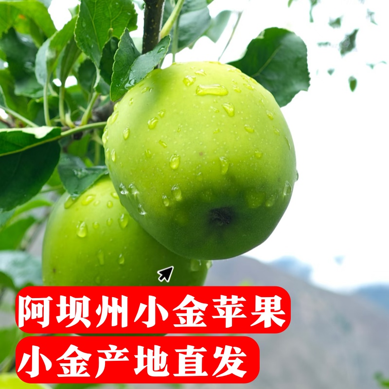 正宗阿坝州高原小金苹果