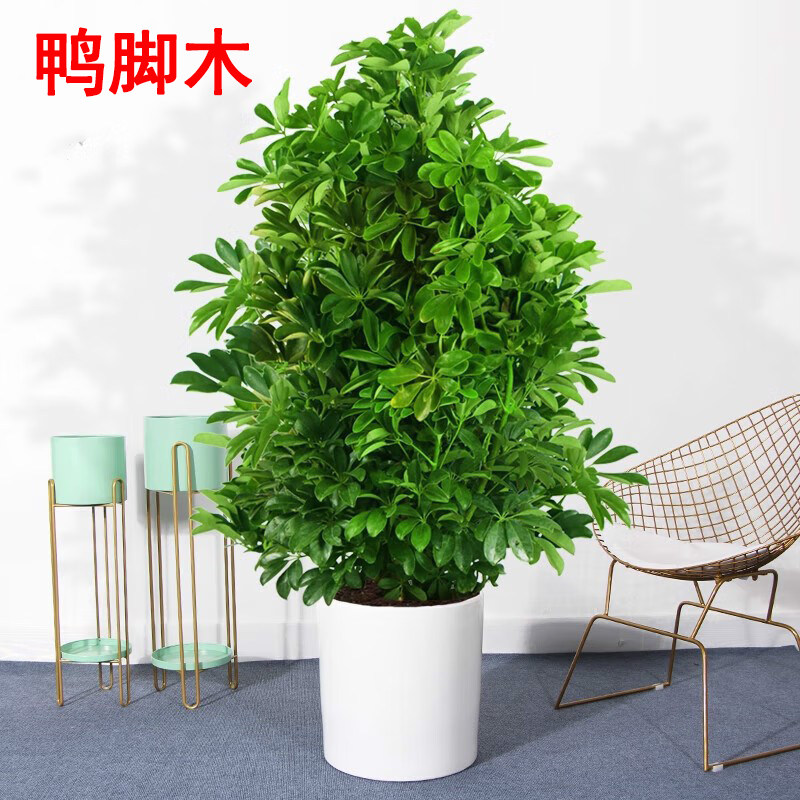 七叶莲水培盆栽招财树植物八方来财鸭脚木室内绿植花卉发财树水养