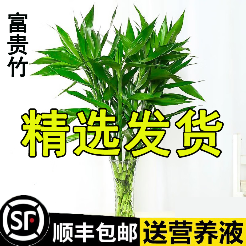 水培绿植富贵竹转运竹