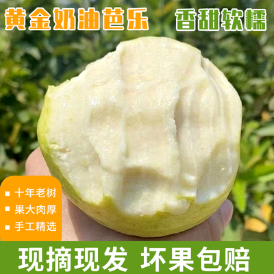 广西奶油芭乐番石榴水果新鲜现摘应季老树果软糯爆香甜款拍3/5/8