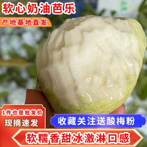 果园现摘白心芭乐番石榴老树水果应季芭乐软心糯香甜整箱送酸梅粉