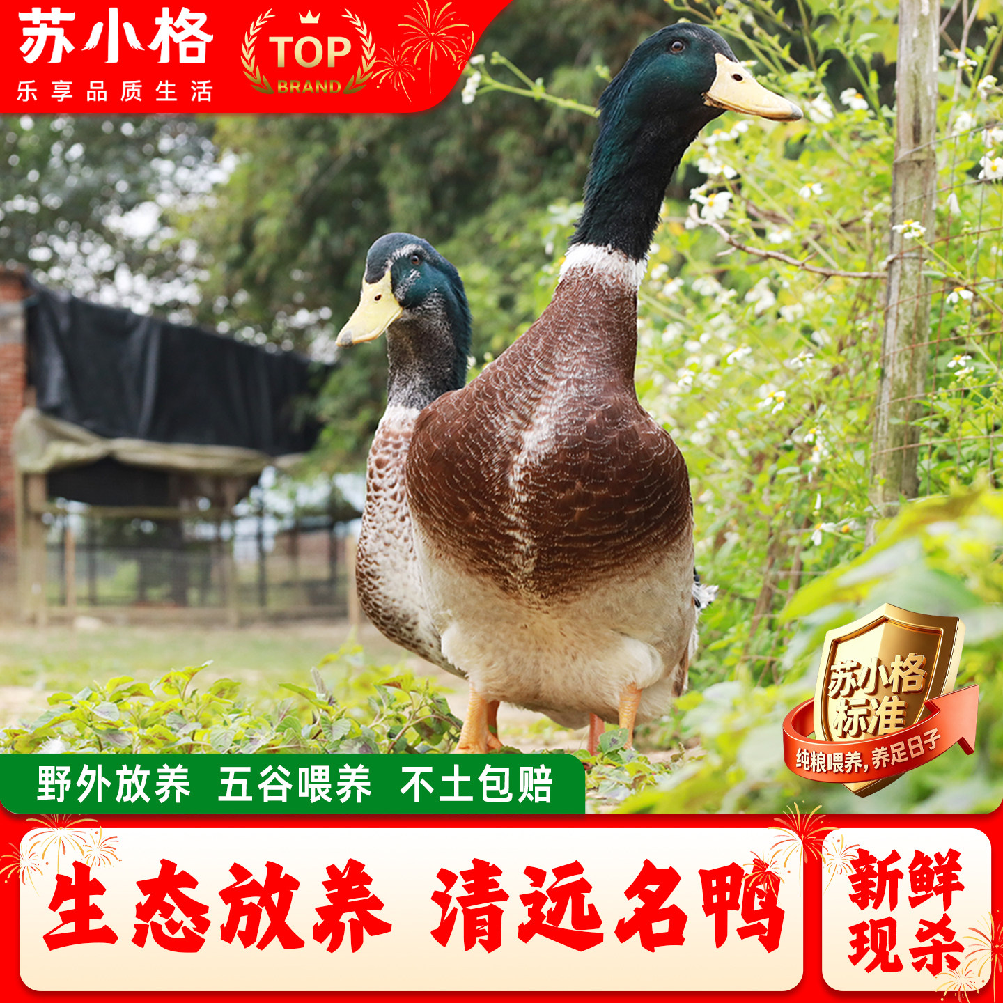 正宗农家散养青头鸭土鸭3年老鸭整只新鲜现杀水鸭麻鸭绿头野鸭子