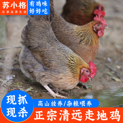 正宗清远鸡农家散养走地鸡