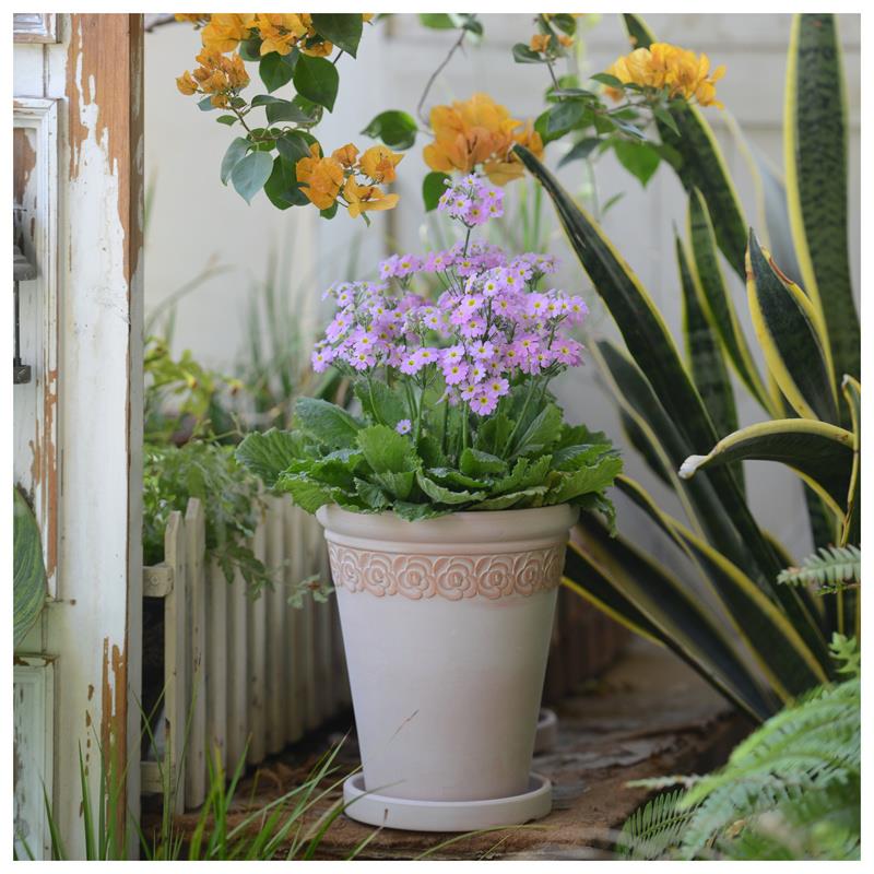 雾化白花边高款浮雕陶土花盆 简约透气朱顶红兰花绿植盆栽带托盘