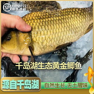 千岛湖生态野捕黄金鲫鱼鲤鲫新鲜活鱼自然生长现捕现发顺丰包邮