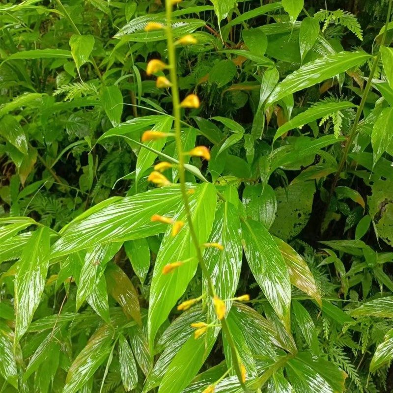 舞花姜,各种姜科植物盆栽农产品加工设备,机械设备,制药设备,淘宝优惠券,粉丝福利购,淘宝优惠卷