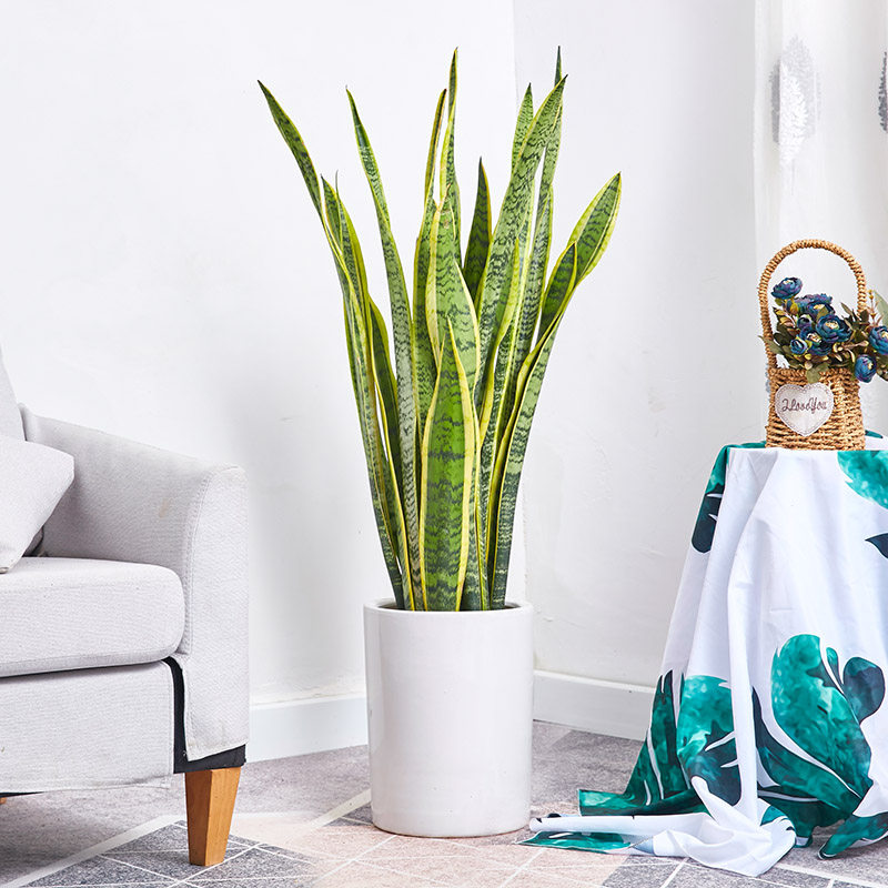 虎皮兰盆栽 金边虎尾兰盆景室内家居办公室净化空气除甲醛绿植