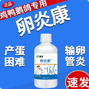 鸽子卵炎康家禽用鸡鸭鹅输卵管炎症消炎蛋禽卵巢炎鸽子不下蛋用药