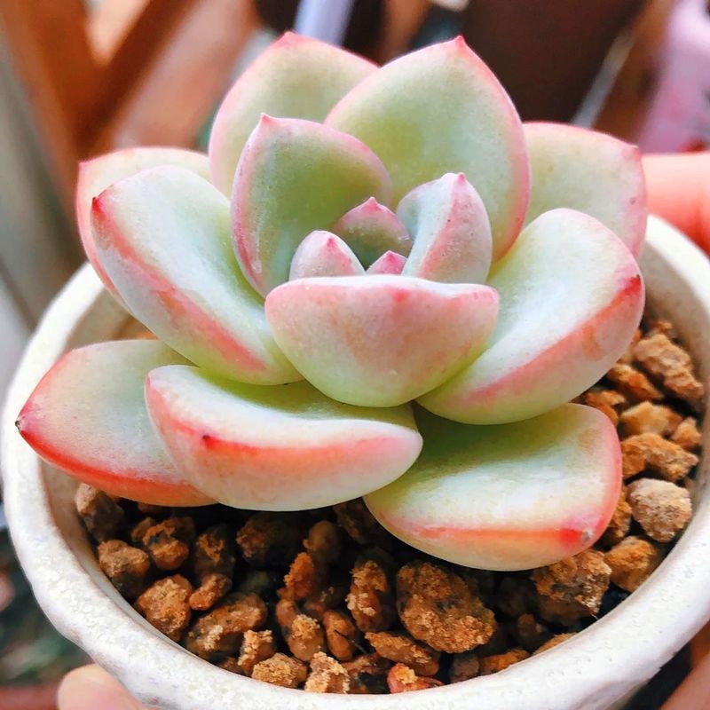 厚叶奶油轰动多肉植物草莓泡芙多多肉植物