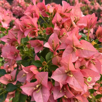 卡亚塔三角梅原生小袋苗漳州市基地发货包品对版不参与5送1的活动