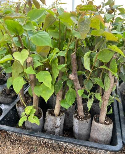 6颗30元三角梅小袋苗独立包装袋苗小苗耐旱四季开花基地直发阳台