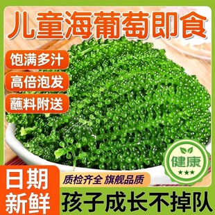 儿童海葡萄绿色鱼子酱网红即食健康营养新鲜泡发零食休闲海洋蔬菜