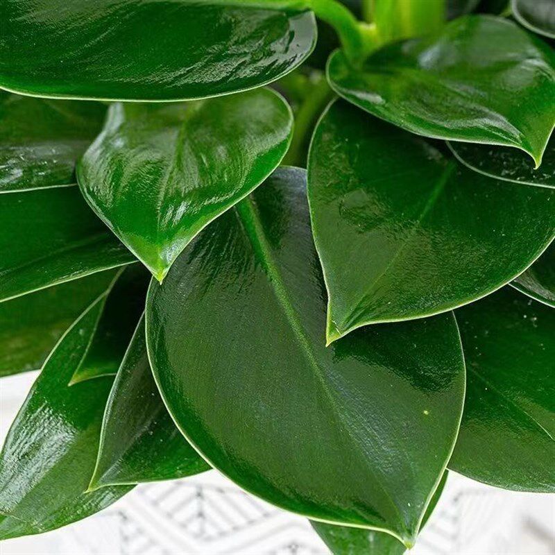 金钻盆栽植物铂金钻绿萝箩水培大叶绿植多肉办公室V内懒人好养花