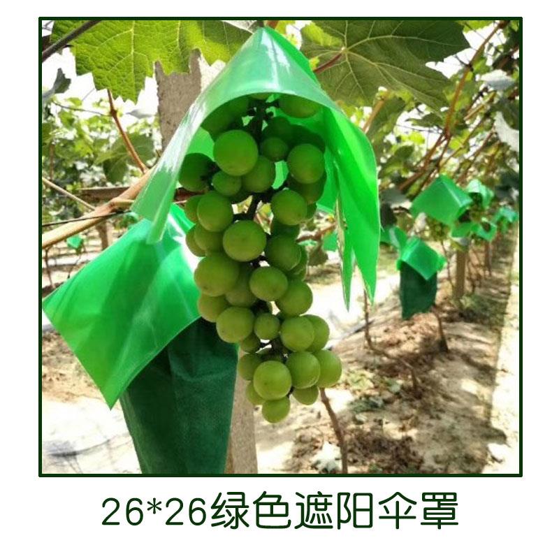 葡萄伞罩阳光玫瑰套袋专