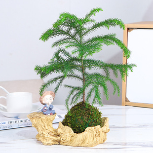 水培植物苔藓球南洋杉盆栽盆景室内水养绿植澳洲杉净化空气吸甲醛