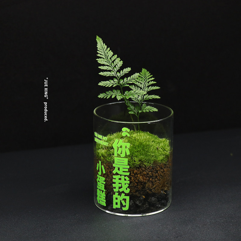【小蛋糕】微景观桌面创意迷你苔藓植物玻璃花瓶绿植植物盆栽好养