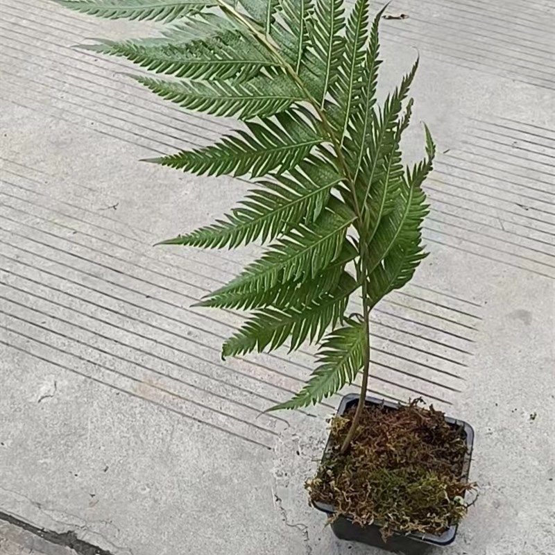 蕨类植物绿植一叶蕨盆栽盆景造景苔藓球大型微景观热带雨林