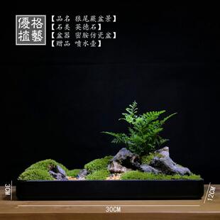 案头清供日式枯山水盆景组合盆栽文竹苔藓微景观菖蒲微型禅意茶室