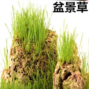 种在石头上水石吸水石假山造景上种的绿植盆景植物珍珠草苔藓草籽