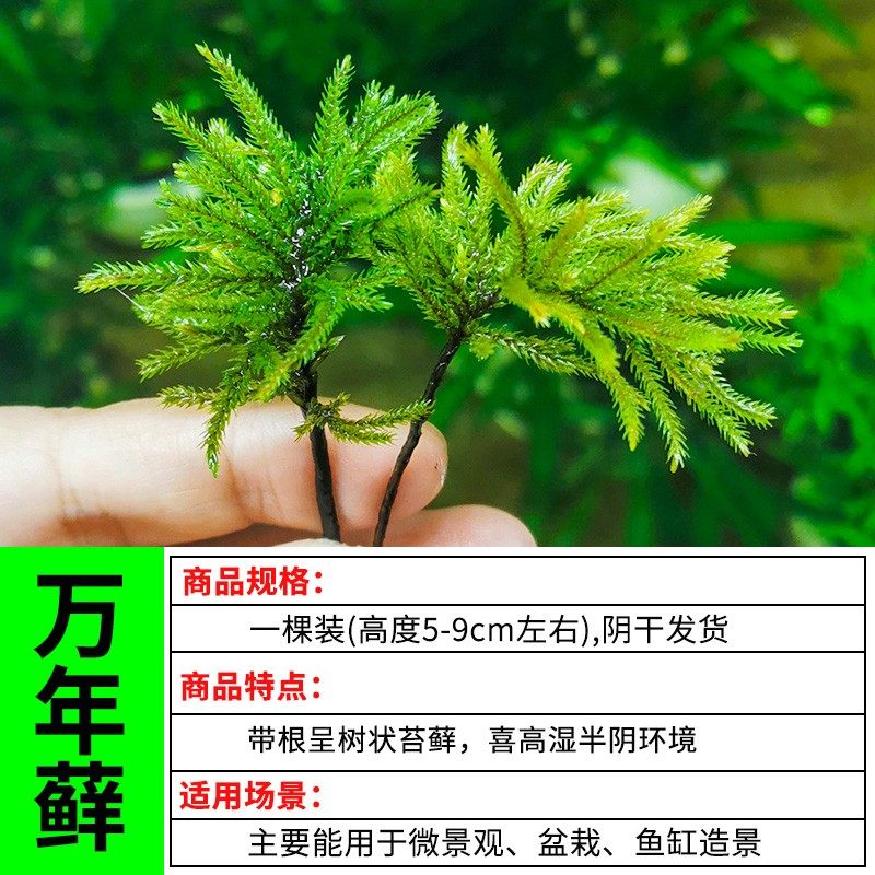 水陆缸造景植物鲜活苔藓生态瓶微景观盆栽盆景铺面短绒白发大灰藓
