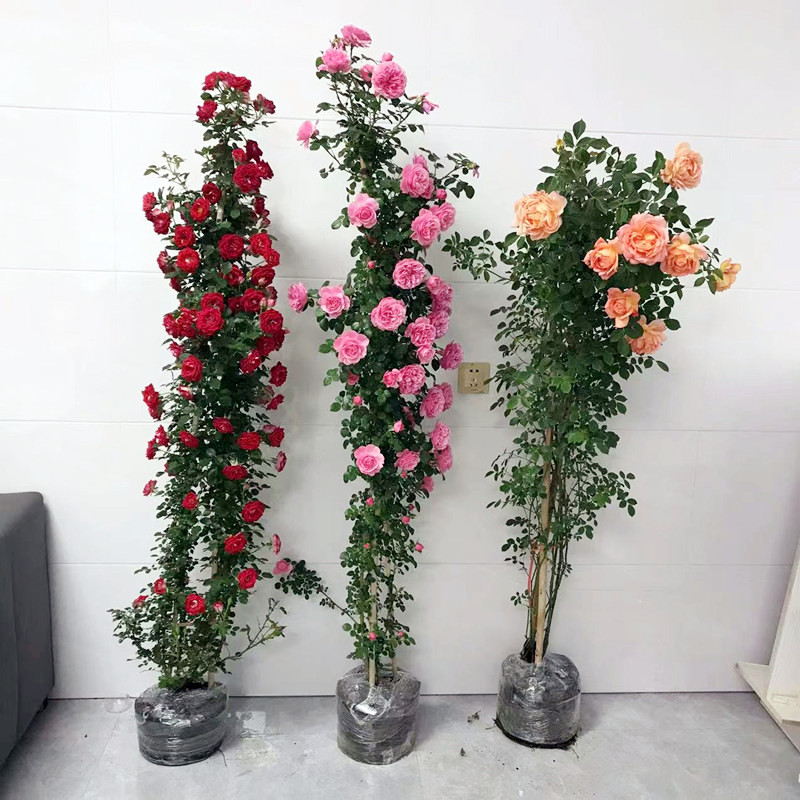 藤本蔷薇花苗龙沙宝石爬藤欧月月季大苗花墙拱门大花浓香四季种植
