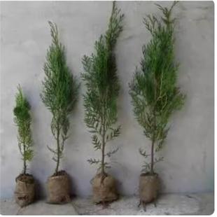 侧柏树苗 扁侧柏树香柏树苗庭院绿化侧柏叶 柏树绿化苗木四季植物